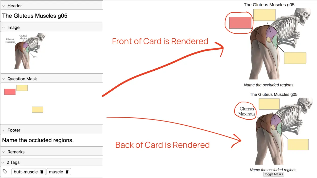 Side-by-side view of a rendered Anki card front and back as seen by the AI auditor